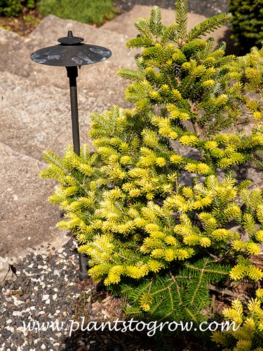 Korean Aurea Fir (Abies koreana Aurea)